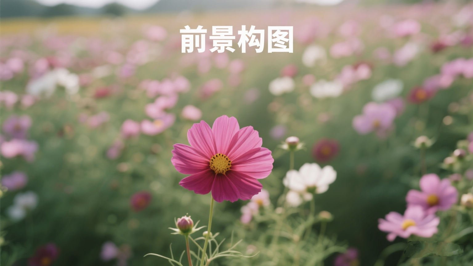 户外摄影拍照设置参数构图模板全解析,1000019579.png,户外,摄影,构图,第11张